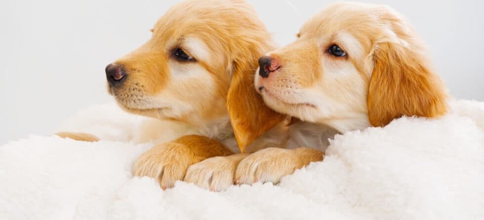 Are Boy Or Girl Golden Retrievers Better?