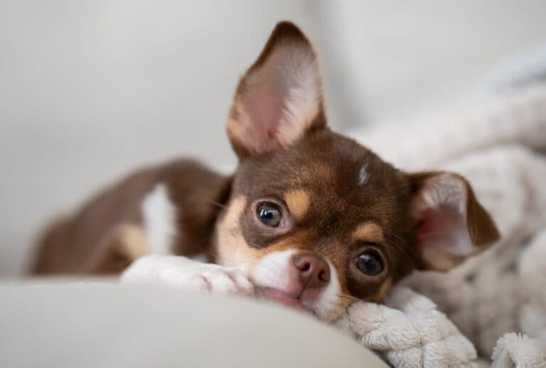 Are Chihuahuas Jealous Dogs?