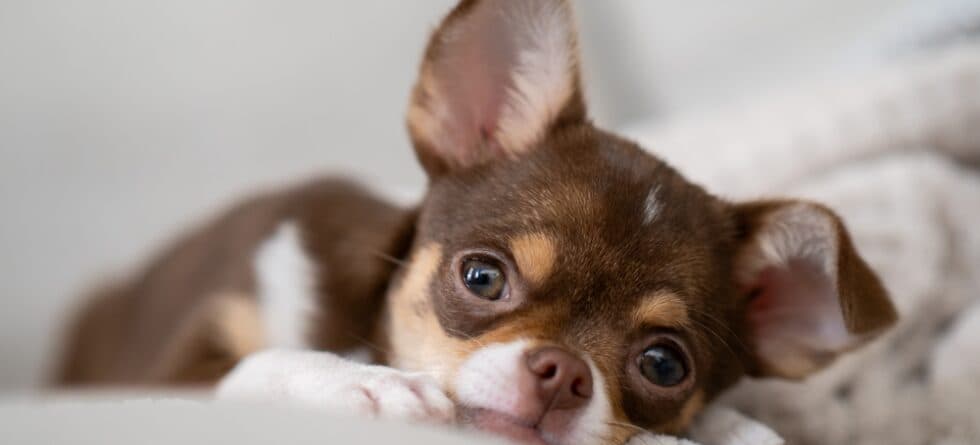 Are Chihuahuas Jealous Dogs?