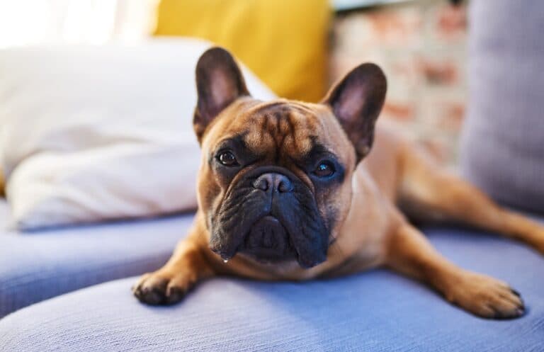Are Frenchies Indoor Dogs?