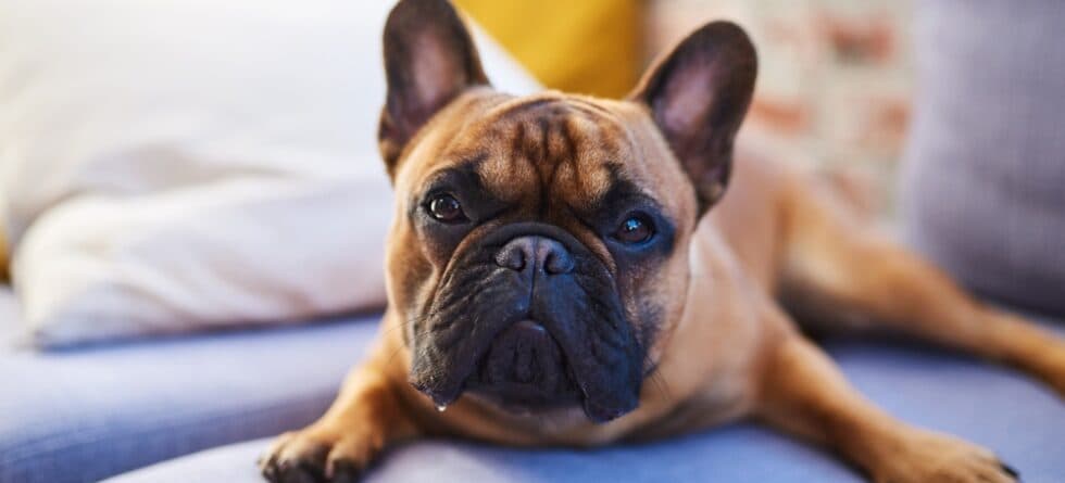 Are Frenchies Indoor Dogs?