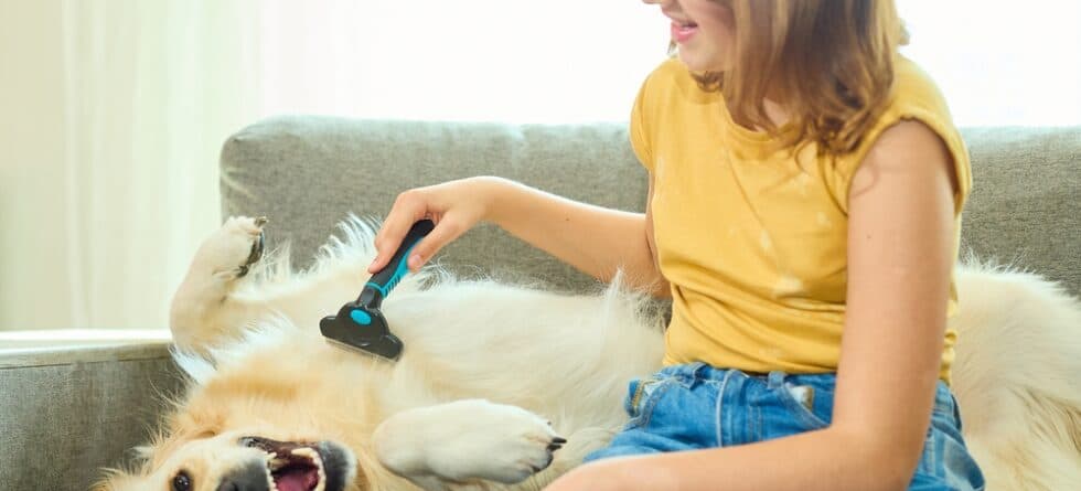 Are Golden Retrievers High Maintenance?