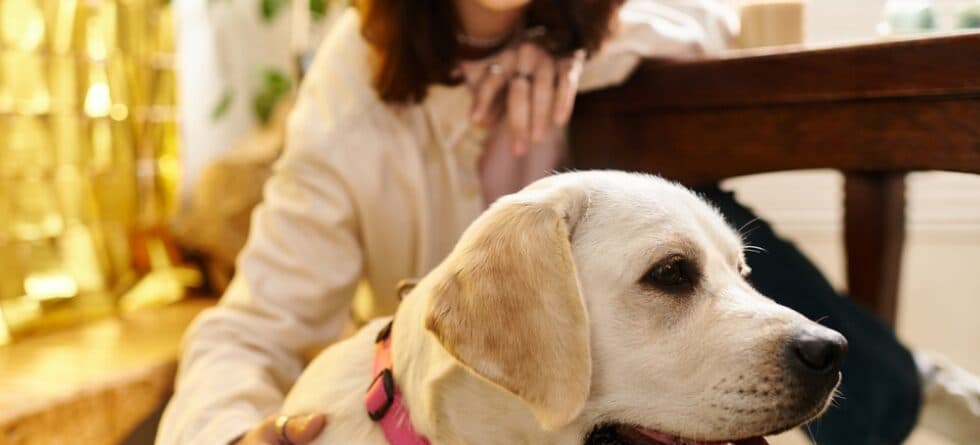 Are Labradors Hypoallergenic?