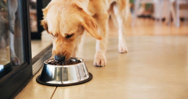 Are Labs Allergic To Chicken?