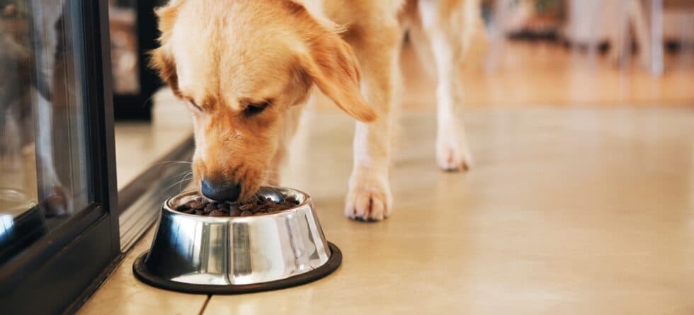 Are Labs Allergic To Chicken?