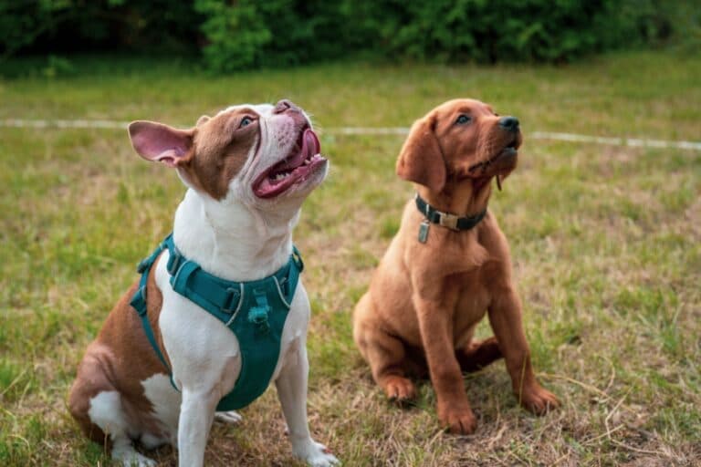 Are Labs Smarter Than Pitbulls?