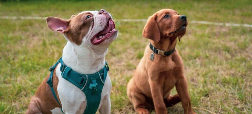 Are Labs Smarter Than Pitbulls?