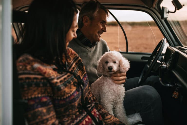 Are Poodles Clingy?