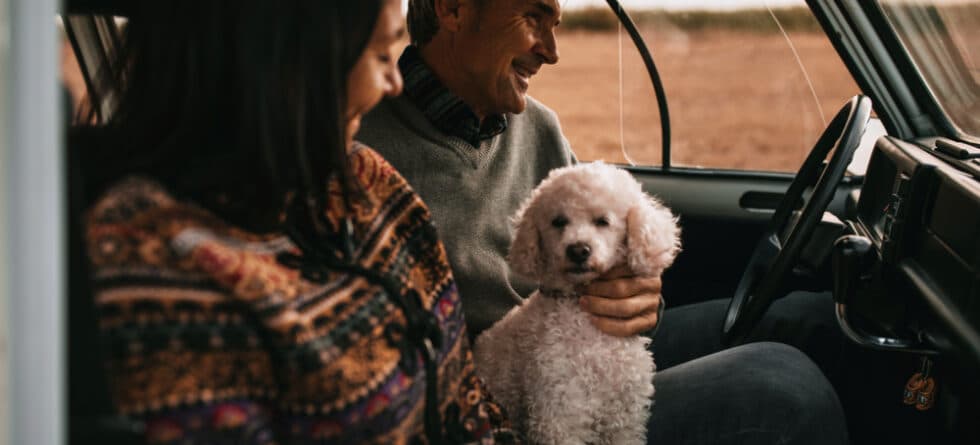 Are Poodles Clingy?