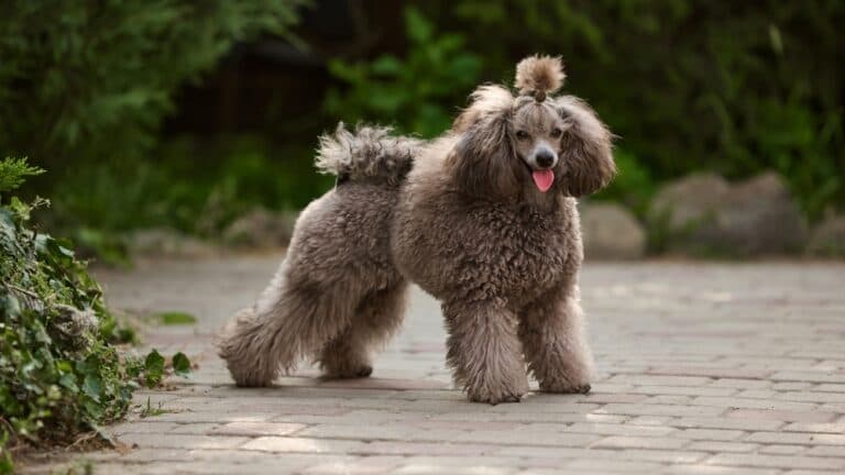 At What Age Do Poodles Calm Down?
