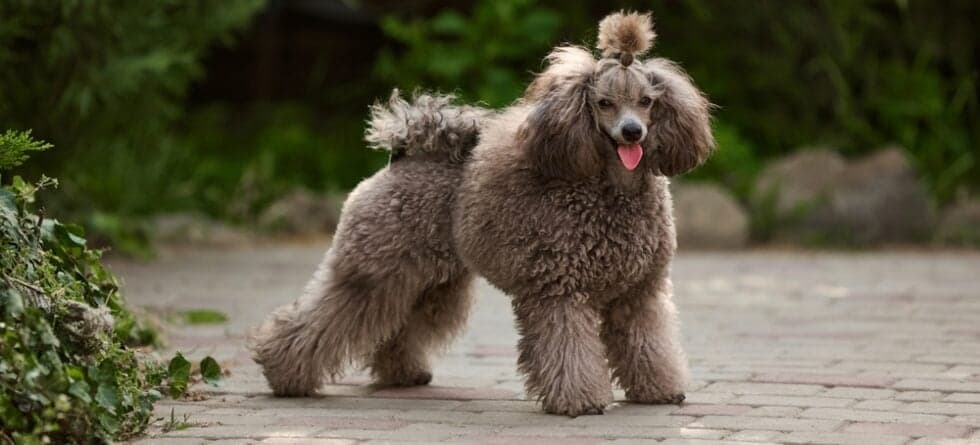 At What Age Do Poodles Calm Down?