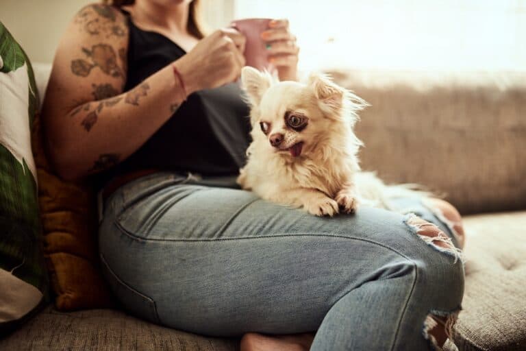 At What Age Is A Chihuahua Full Grown?