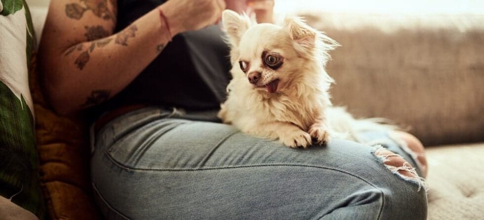At What Age Is A Chihuahua Full Grown?