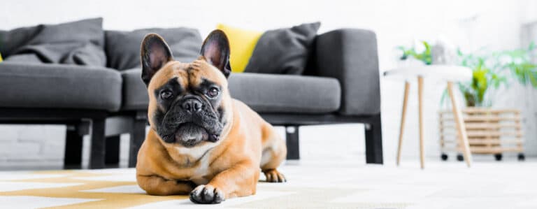 Can A French Bulldog Be Left Alone?