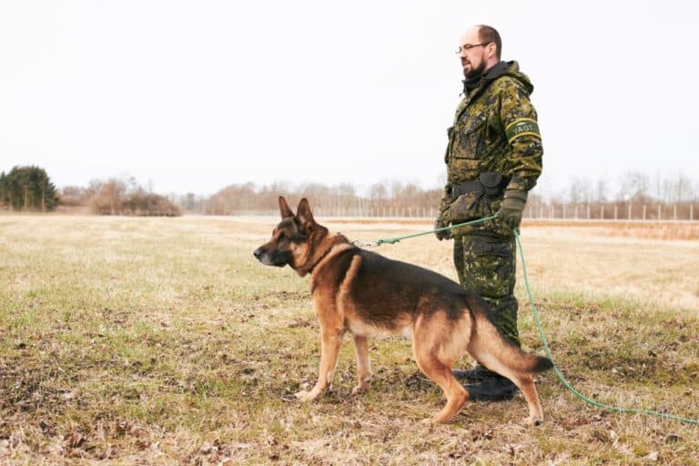 Can A German Shepherd Bite His Owner?