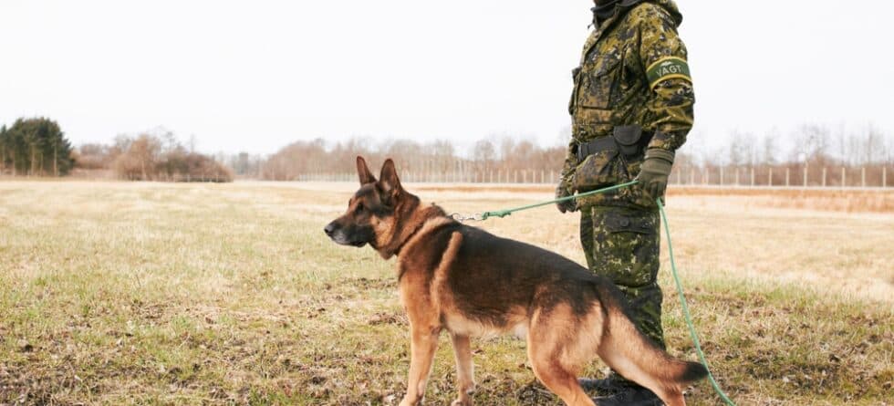 Can A German Shepherd Bite His Owner?