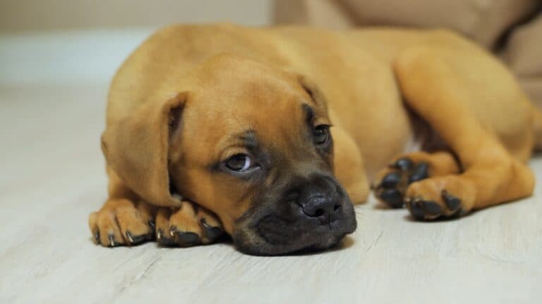Can Boxers Be Left Alone?