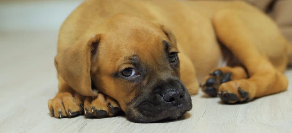 Can Boxers Be Left Alone?