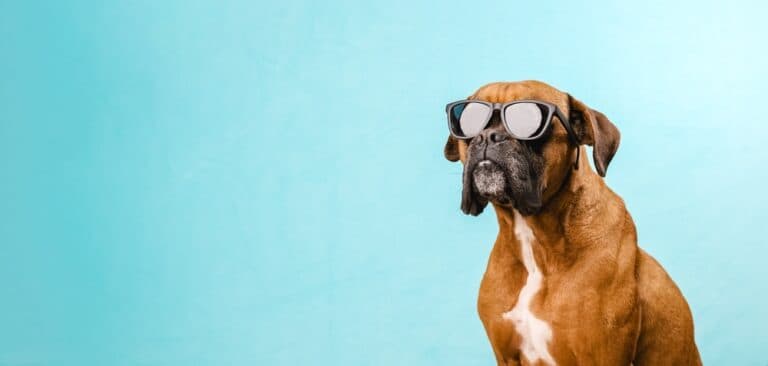 Can Boxers Be Left Alone All Day?