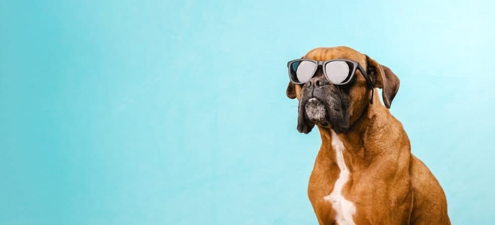 Can Boxers Be Left Alone All Day?