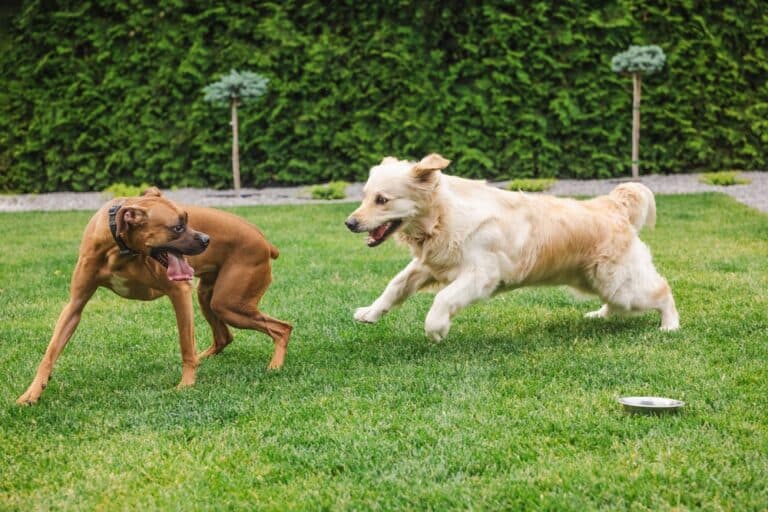 Can Boxers Go Barefoot?