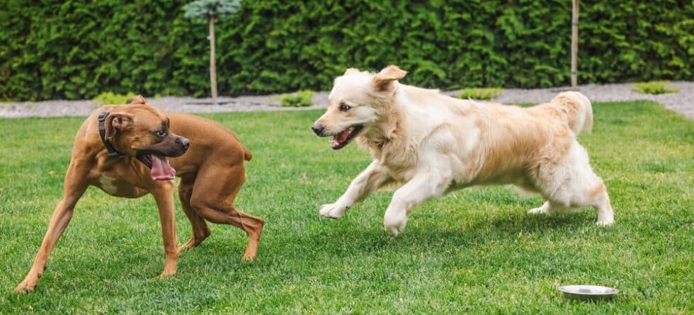 Can Boxers Go Barefoot?