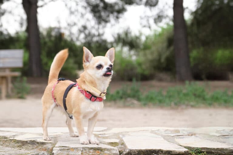 Can Chihuahuas Be Left Alone?