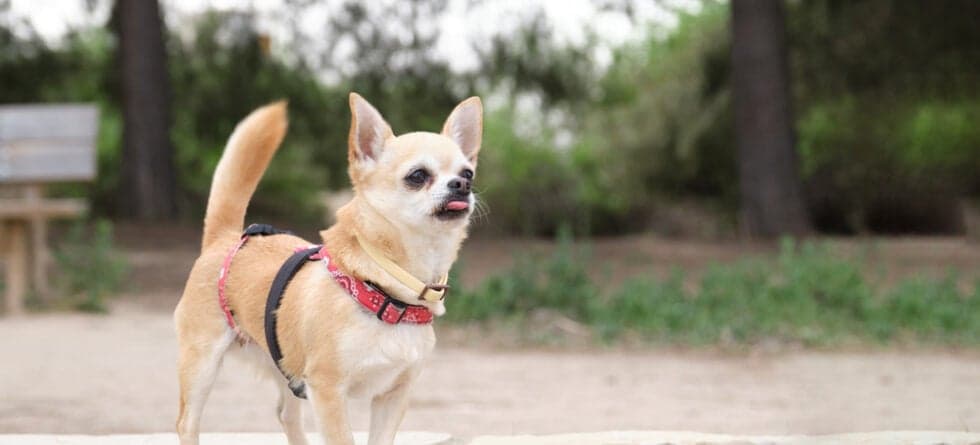 Can Chihuahuas Be Left Alone?