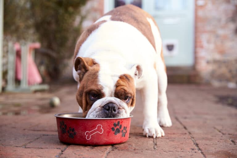 Can French Bulldogs Eat Rice?