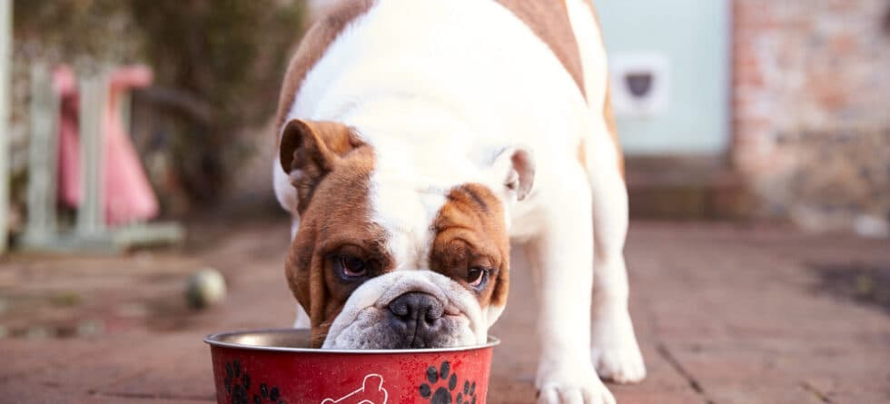 Can French Bulldogs Eat Rice?