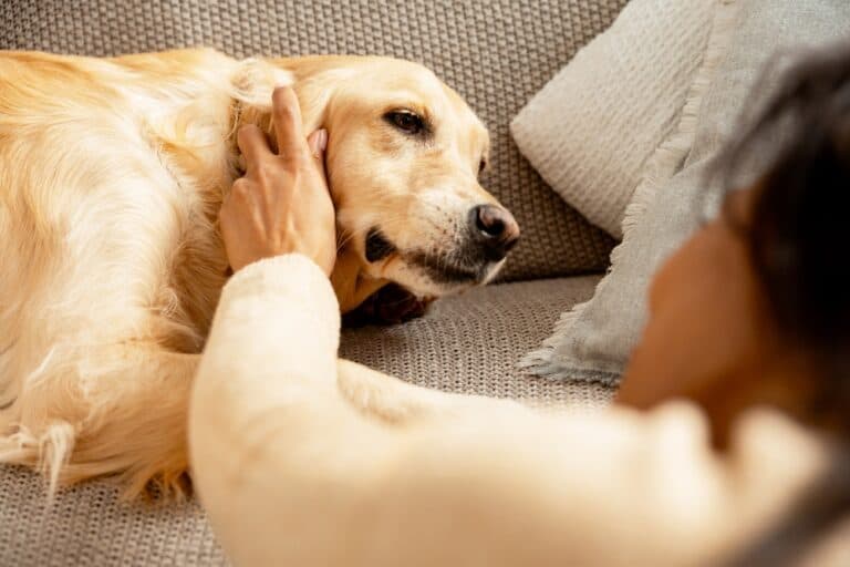 Can Golden Retrievers Sense Sadness?