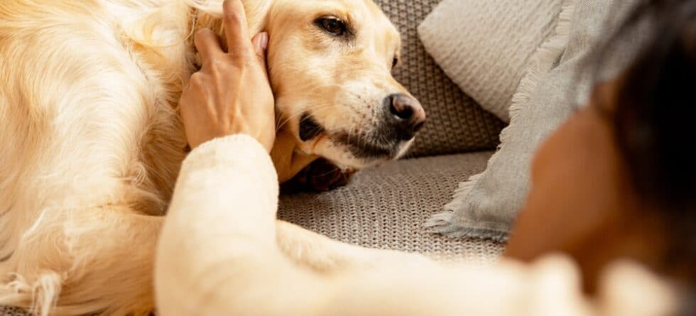 Can Golden Retrievers Sense Sadness?