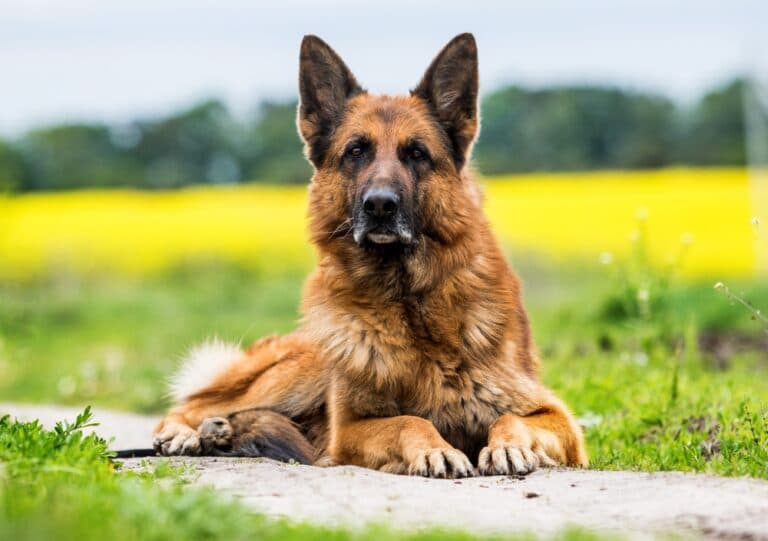 Can I Bathe My German Shepherd?
