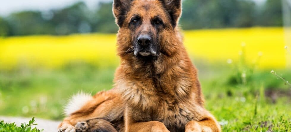 Can I Bathe My German Shepherd?