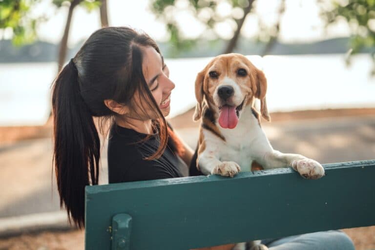 Can You Look A Beagle In The Eye?