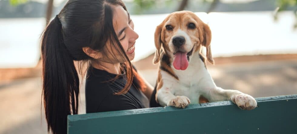 Can You Look A Beagle In The Eye?