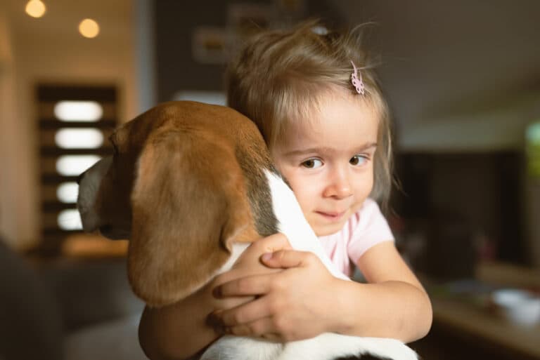 Do Beagles Like To Cuddle?