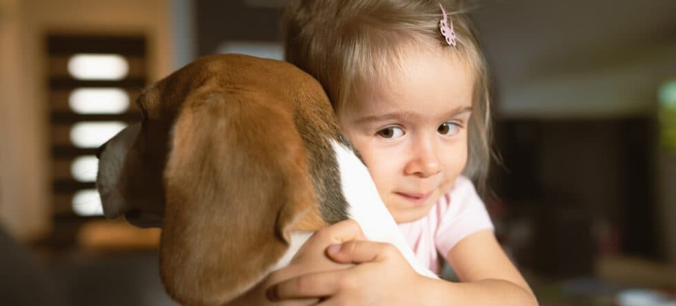 Do Beagles Like To Cuddle?