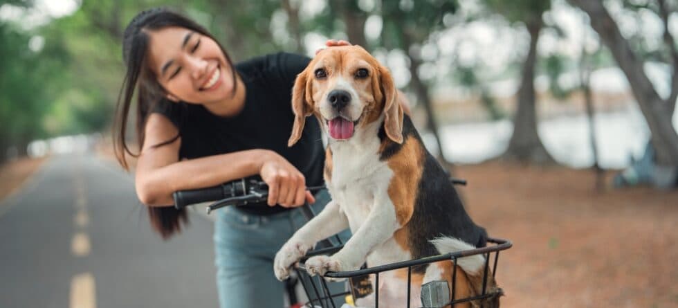 Do Beagles Make Good Dogs?