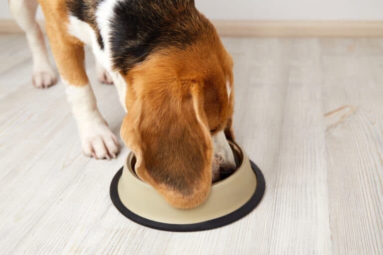 Do Beagles Need A Lot Of Food?