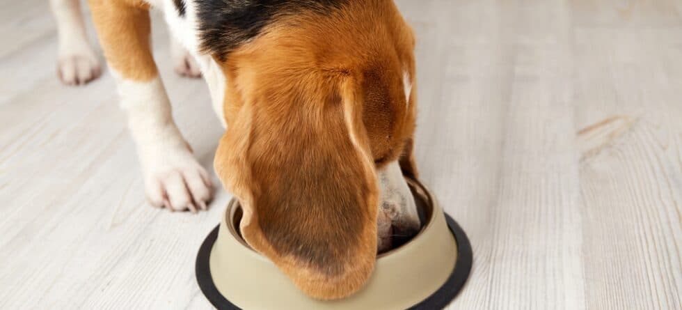 Do Beagles Need A Lot Of Food?