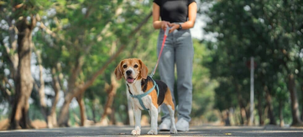 Do Beagles Remember People?