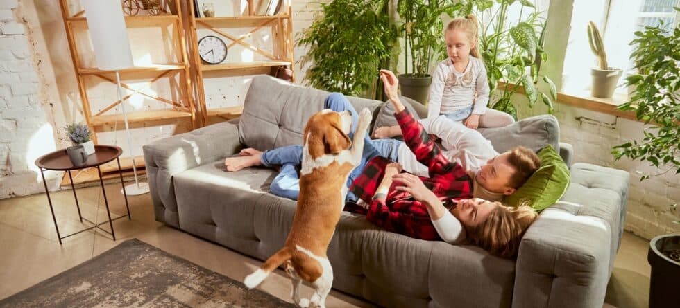 Do Beagles Sleep At Night?