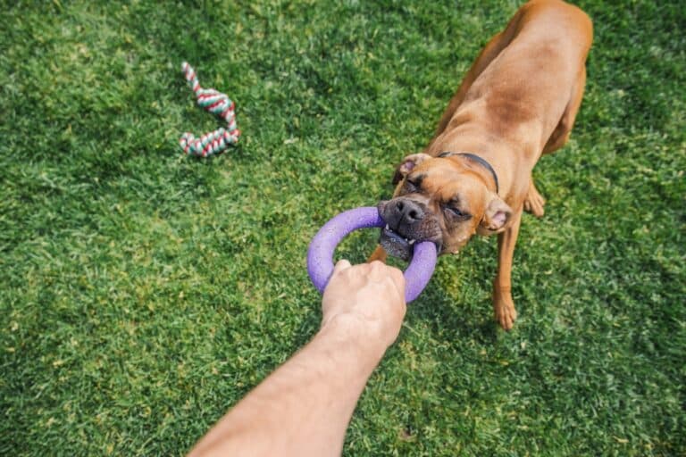 Do Boxer Dogs Get Aggressive?