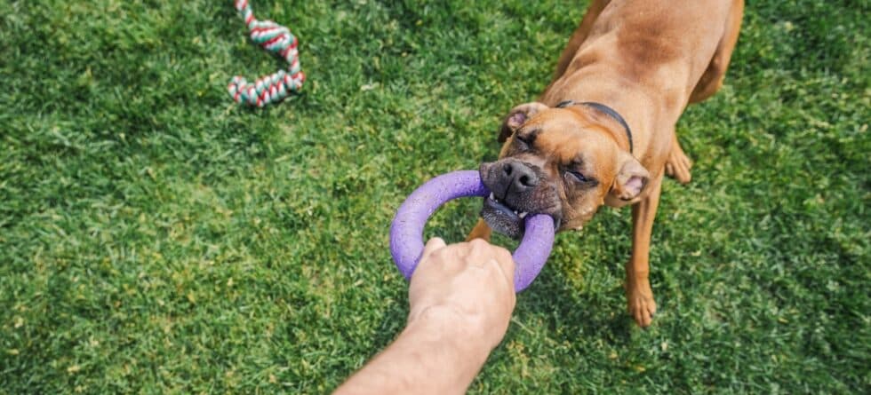 Do Boxer Dogs Get Aggressive?