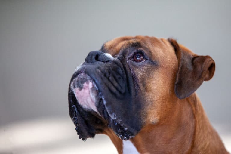 Do Boxer Dogs Overheat Easily?
