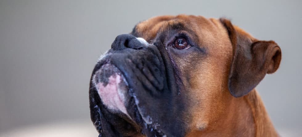 Do Boxer Dogs Overheat Easily?