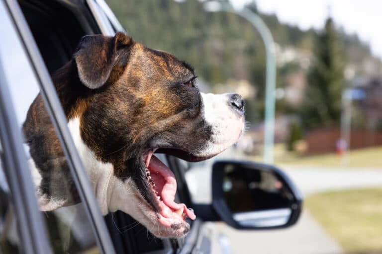 Do Boxers Have A Lot Of Health Issues?