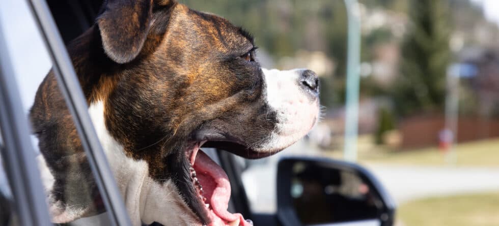 Do Boxers Have A Lot Of Health Issues?