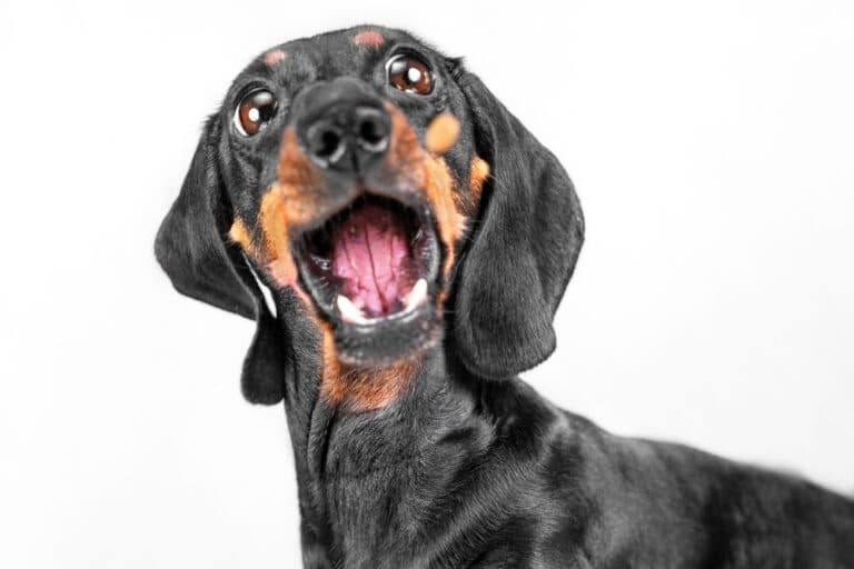 Do Dachshunds Bark A Lot?